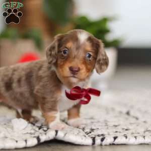 Jake, Dachshund Puppy